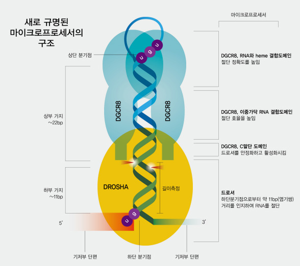 새로 규명된 마이크로프로세서의 구조