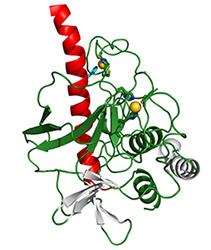 The Beauty of Evolution: the Structure of the Drosha Protein