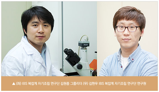 (좌)IBS 복잡계 자기조립 연구단 김원종 그룹리더, (우) 김현우 IBS 복잡계 자기조립 연구단 연구원