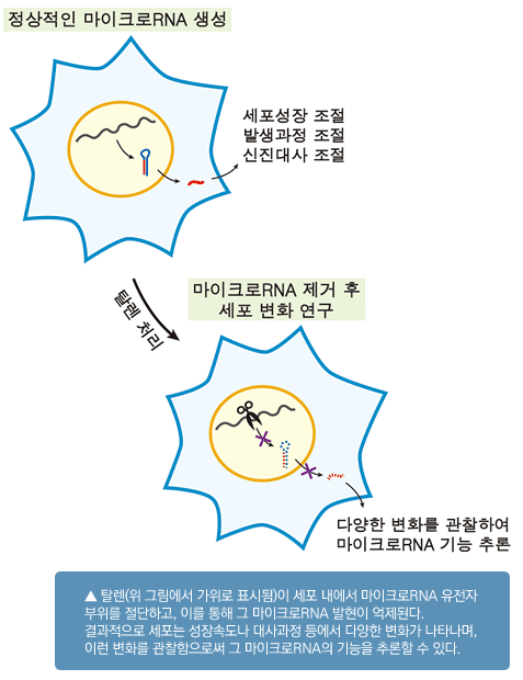 탈렌이 세포 내에서 마이크로RNA 유전자 부위를 절단하고, 이를 통해 그 마이크로RNA 발현이 억제된다.