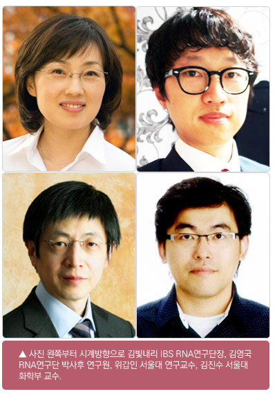 사진 왼쪽부터 시계방향으로 김빛내리 IBS RNA연구단장, 김영국 RNA연구단 박사후 연구원, 위갑인 서울대 연구교수, 김진수 서울대 화학부 교수