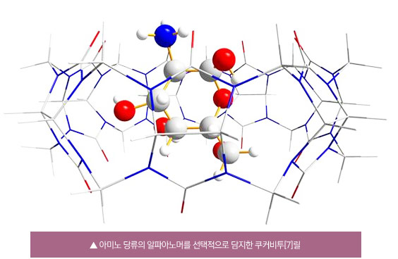 아미노 당류의 알파아노머를 선택적으로 담지한 쿠커비투[7]릴