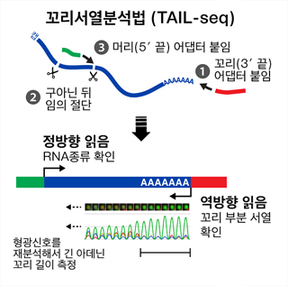 꼬리서열분석법(TAIL-seq)