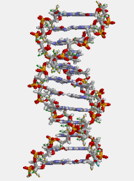 생명 현상의 정보를 담은 DNA. 현대 생물학에서는 노화를 신체적 마모 뿐 아니라 유전과 진화의 산물로 이해한다. ⓒBrian0918