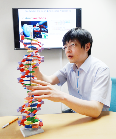 김 단장이 DNA 모형을 앞에 두고 유전체교정 기법을 설명하고 있다. RNA를 이용한 3세대 유전자가위 RGEN은 세균의 면역체계에서 비롯됐으며, 연구단의 기법은 DNA를 전혀 사용하지 않는다는 것이 장점이다.