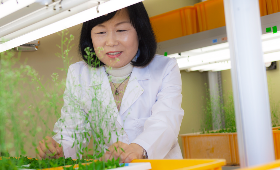 BS 식물 노화·수명 연구단에서는 식물 재배가 무엇보다 중요하다. 서경희 연구원은 15년 이상 '애기장대'를 길러온 이 분야 전문가다.