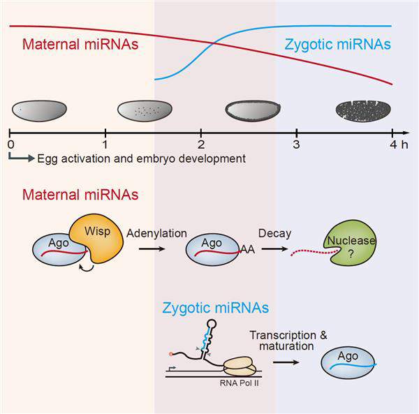 초기 배아에서 일어나는 마이크로RNA 조절 기전.