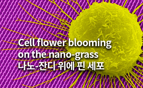 The 3rd Art in Science_Cell flower blooming on the nano-grass 나노-잔디 위에 핀 세포 꽃