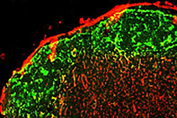 IBS Finds Another Aged Problem of How Naïve T Cells Decline with Age