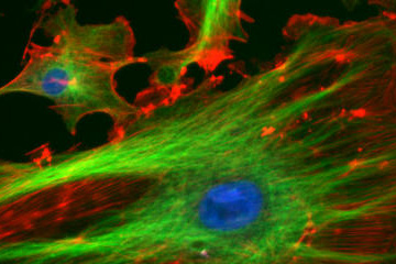 Cells