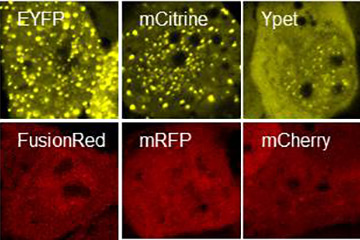 Protein Mingling under Blue Light