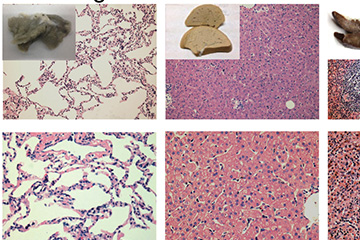 New MRI Contrast Agent Tested on Big Animals