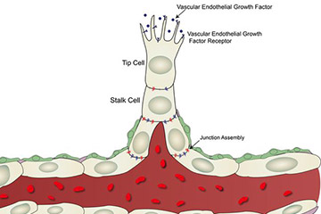 How New Blood Vessels Sprout