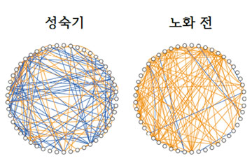 식물의 노화 속도 조절하는 유전자 네트워크 밝혔다