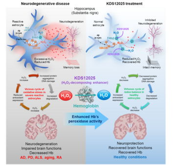Hemoglobin Reimagined: A Breakthrough in Brain Disease Treatment