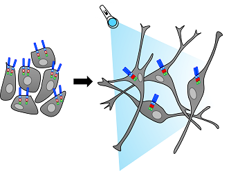 New optogenetic tool for controlling neuronal signalling by blue light