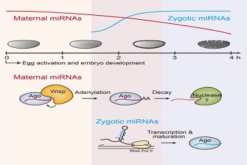 Regulation of maternal miRNAs in early embryos revealed