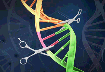 Center for Genome Engineering