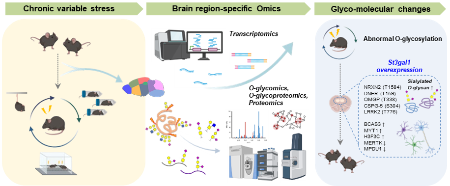Tiny sugars in the brain disrupt emotional circuits, fueling depression
