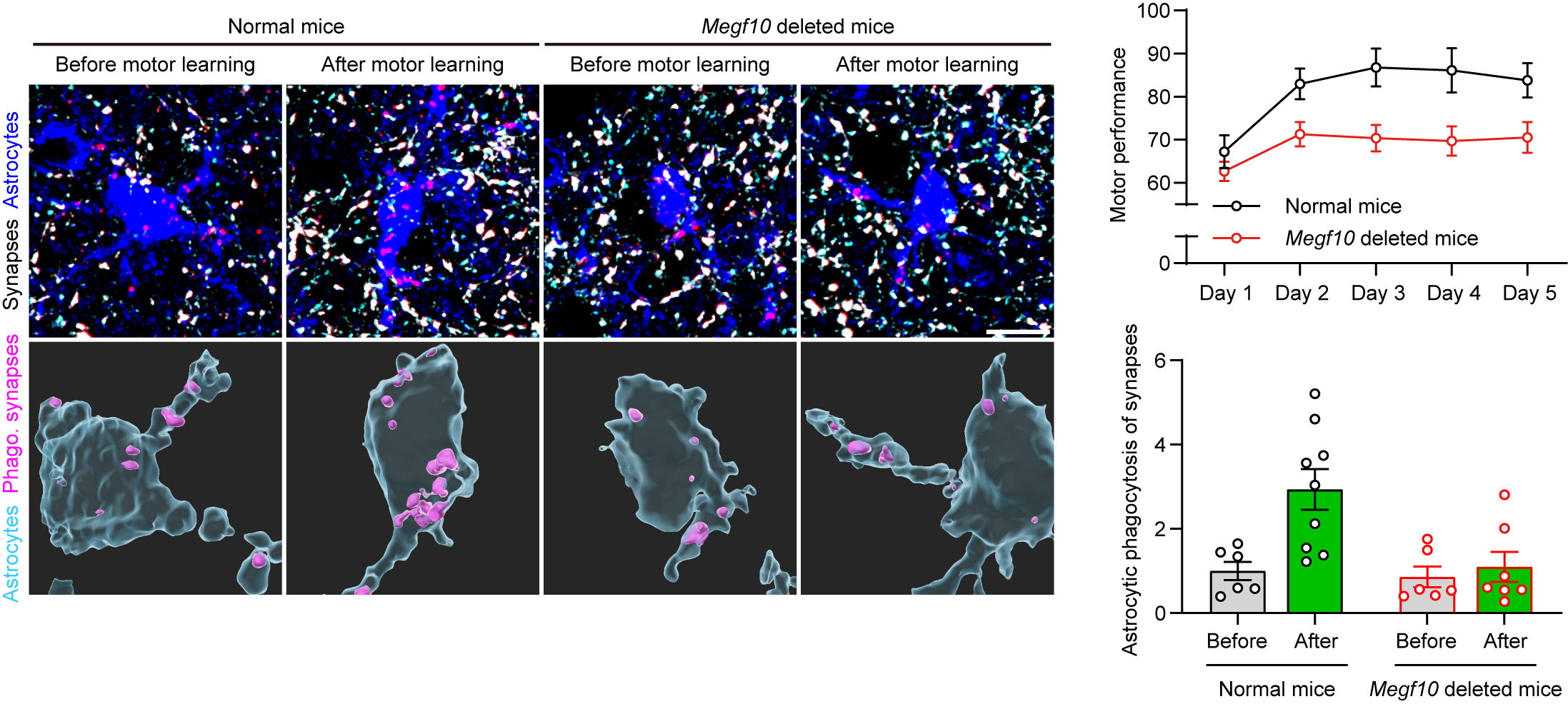 Dopamine Selects, Astrocytes Refine: A New Mechanism for Motor-learning Circuit Rewiring