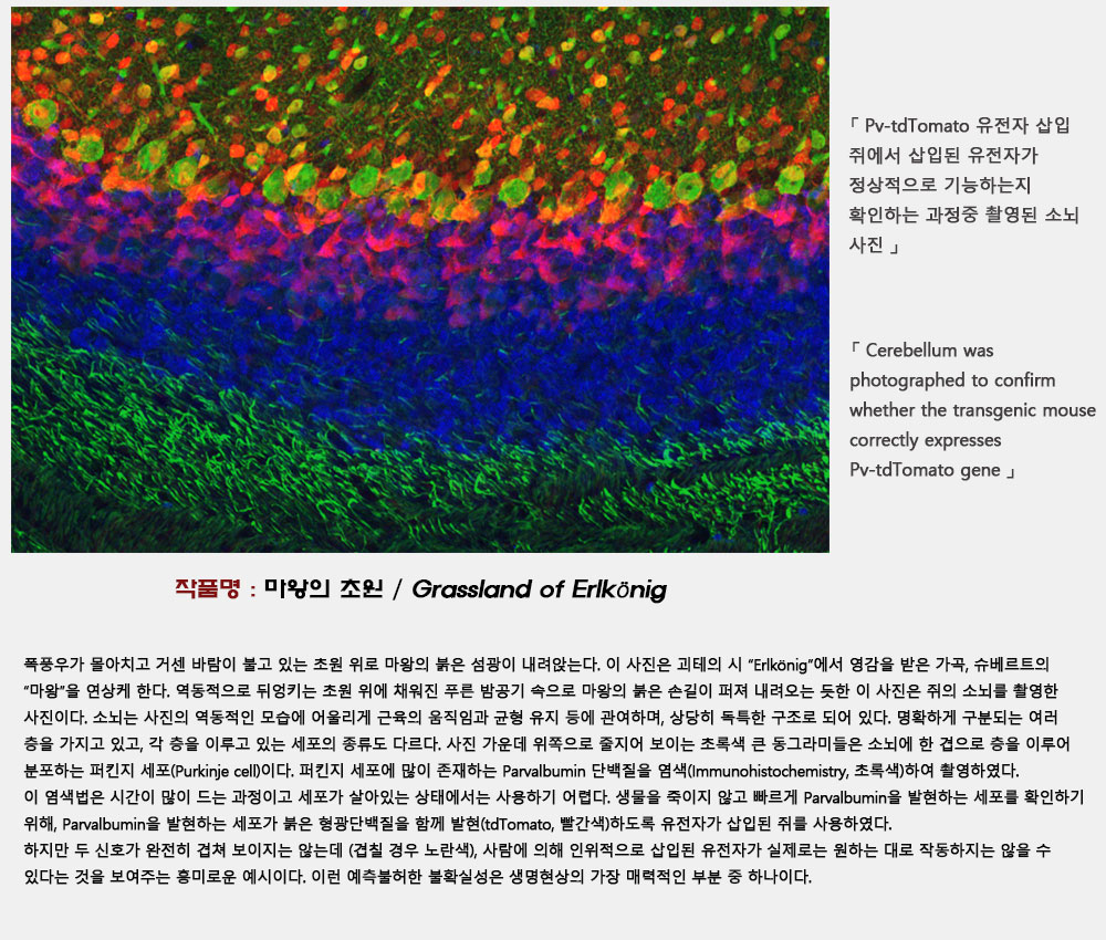 2020 IBS Art in Science 공모전] 장려상_마왕의 초원