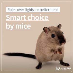 Rules over fights for betterment - Smart choice by mice