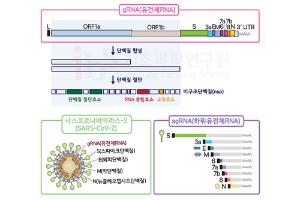 [코로나19 과학 리포트]_vol.14 IBS가 밝혀낸 코로나19 유전자 지도의 의미