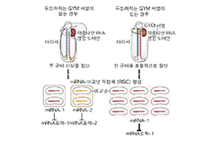 기초과학 #1 마이크로 RNA, 다이서, 그리고 유전자치료