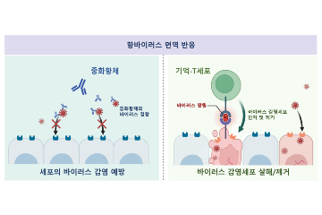 오미크론 변이 따라 진화하는 면역세포, 새 변이에도 맞선다