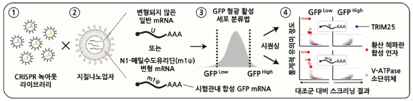 일타 기초과학 #18 mRNA 백신이 내 몸에 들어오면?