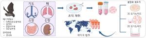 ‘박쥐 유사장기(오가노이드)’로 미래 팬데믹 막는다
