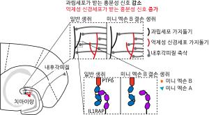 시냅스 단백질의 유전자 조각, 생후 생존과 뇌 회로 조절의 열쇠