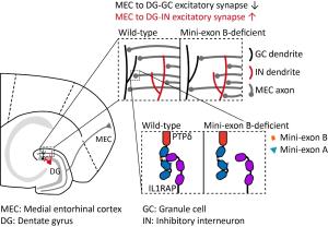 Tiny Genetic Switch Found to Control Brain Balance and Behavior