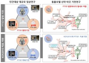 ‘시간이 약’ 안 통하는 PTSD, 공포 기억 사라지지 않는 이유 찾았다