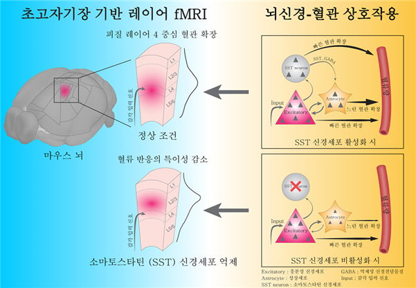 일타 기초과학 #22 억제성 신경세포 뇌 혈류의 숨은 조율자