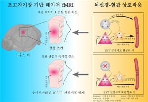 [Science Knowledge Encyclopedia] Inhibitory Neurons: The Hidden Regulators of Brain Blood Flow