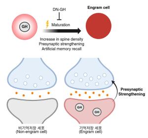 기억(Memory) 형성 조절하는 ‘성장호르몬’의 숨겨진 역할 밝혔다