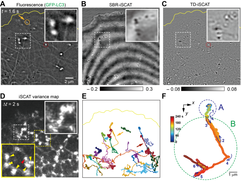 Capturing the Moment of Organelle Handoff Inside Living Cells