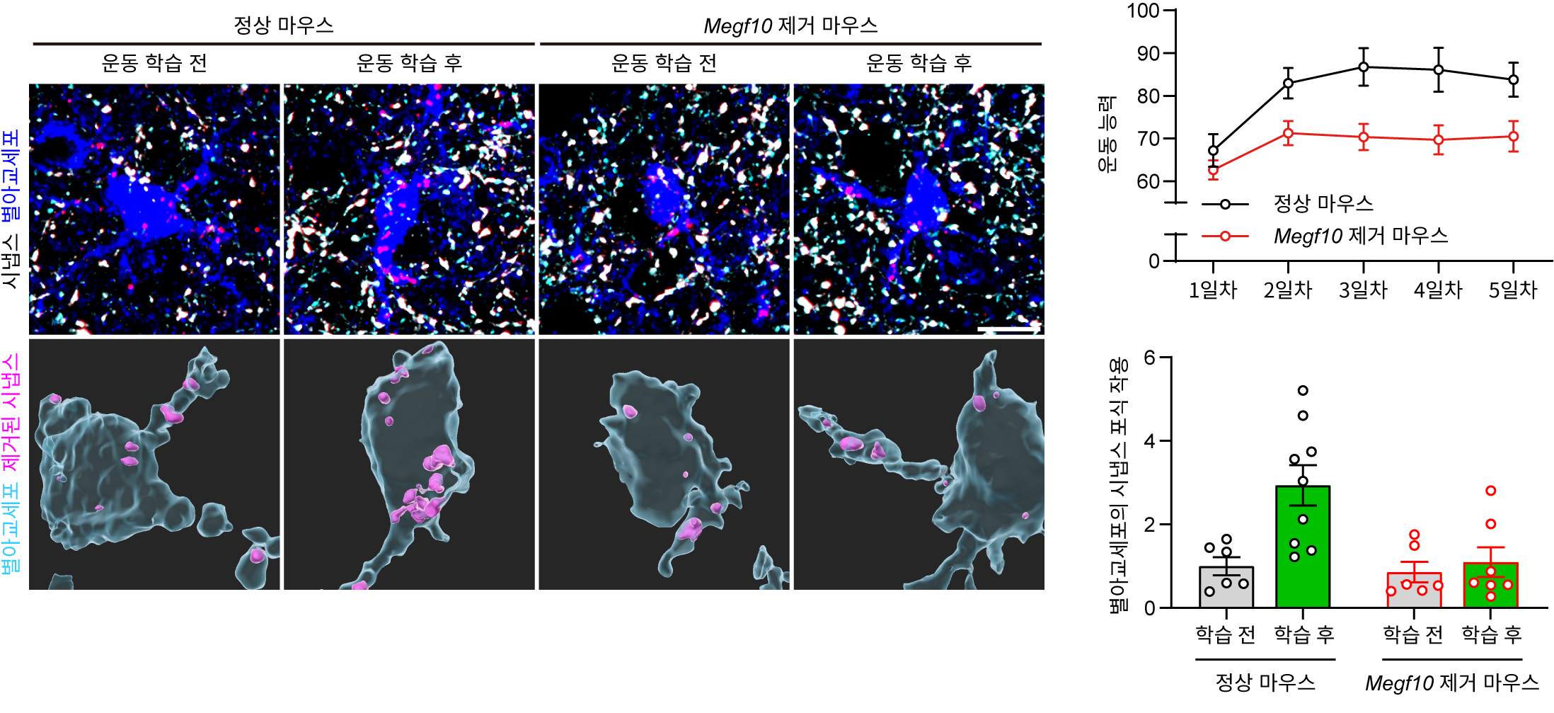 지워야 익히는 운동 기술…도파민 신호 읽는 별아교세포의 선택적 시냅스 정리