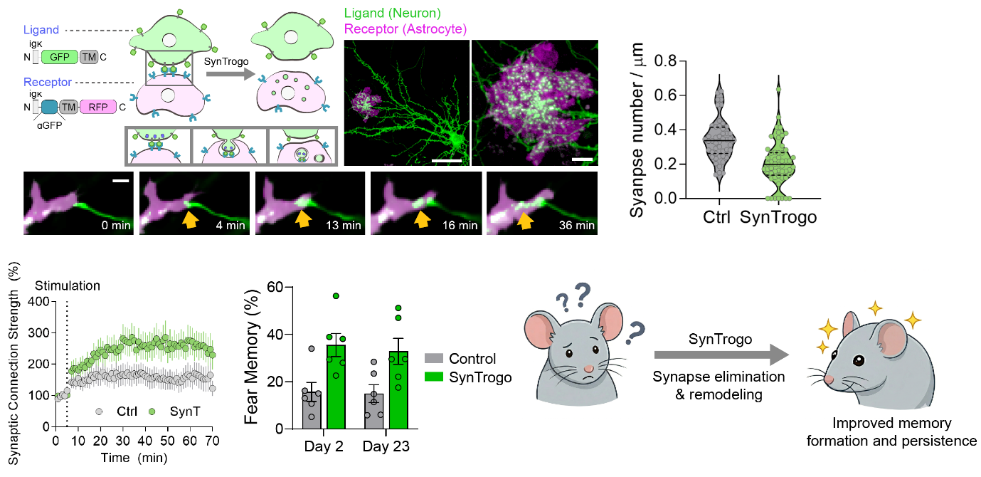 Scientists Engineer a Tool to “Edit” Brain Circuits and Enhance Memory