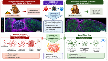 New Experimental Drug May Restore Movement After Stroke