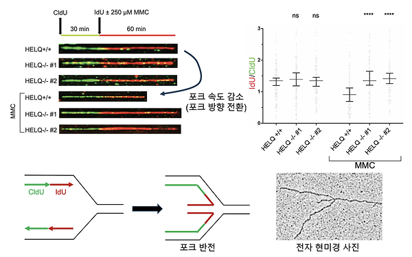 Scientists Reveal How Cells “Back Up” DNA Replication to Survive Severe Damage
