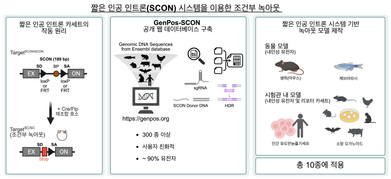 물고기부터 인간 줄기세포까지 유전자 기능을 원하는 순간에만 제어 성공