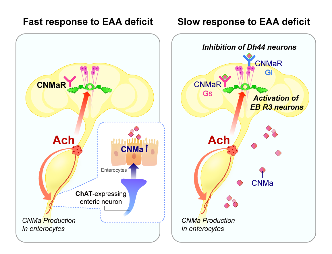 How Gut Rewires the Brain to Crave for Essential Nutrients