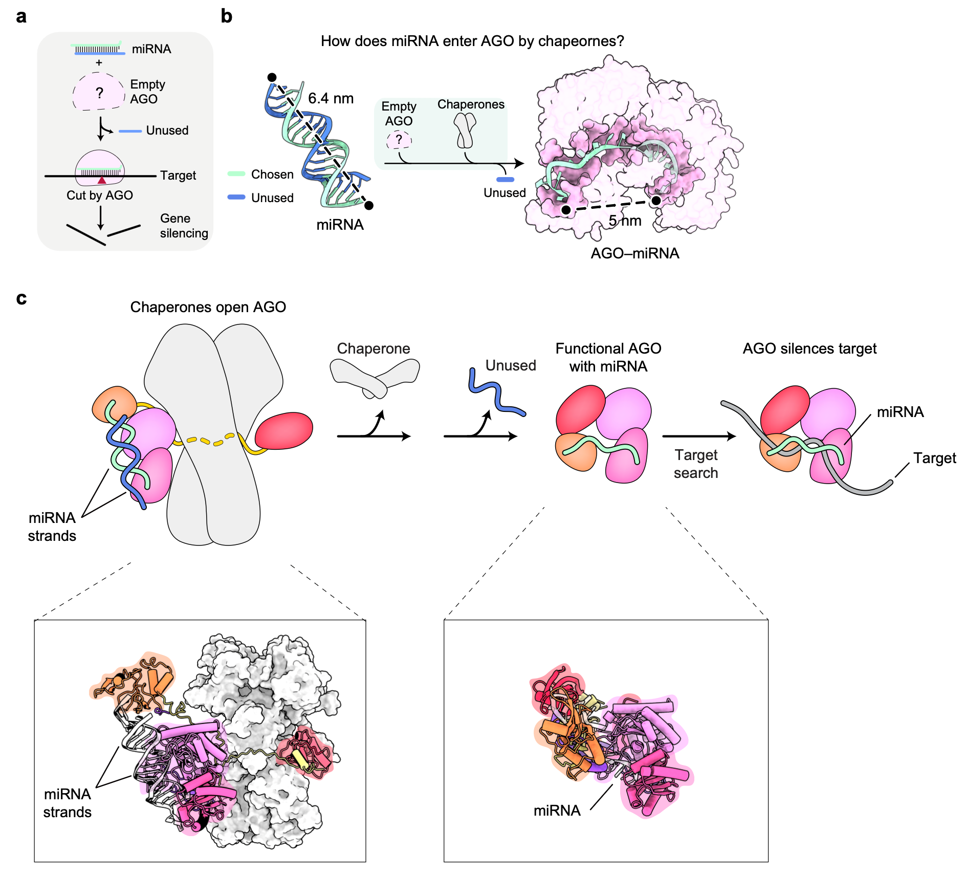 Scientists Reveal How Argonaute, a Key Protein for RNA Therapeutics, Becomes Activated