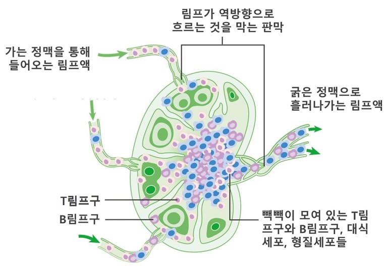 진해pt) 혈액순환, 림프순환의 차이 : 네이버 블로그