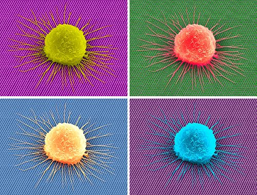 나노-잔디 위에 핀 세포 꽃