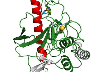 진화의 아름다움 : 드로셔 단백질의 구조