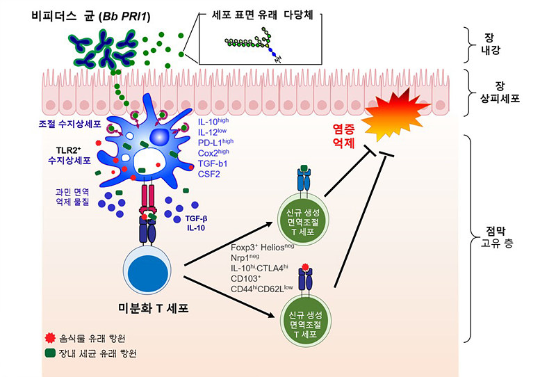 비피더스 균 (Bb PRI1)에 의한 면역 조절 기작 모식도 