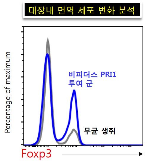 비피더스 PRI1균을 무균생쥐에 투여하자 대장에서 면역 조절 T세포인 Foxp3가 두 배 이상 증가했다.